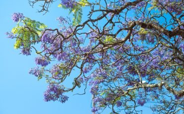 a tree with purple flowers on it and a blue sky in the background